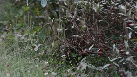 Grouse Stock Footage 328370655