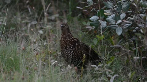 Grouse Stock Footage 328370707