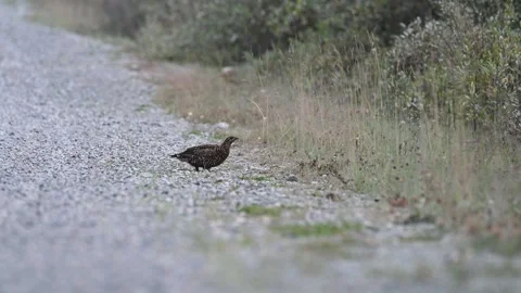Grouse Stock Footage 328370788