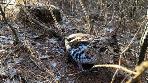 Grouse in the forest Stock Footage 230026378
