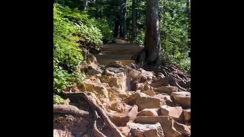 Grouse Grind trail climbing through summer forest, North Vancouver Stock Footage 338057952