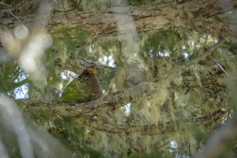Grouse Hidden in Tree Stock Photos