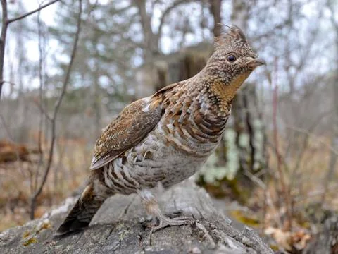 Grouse on a log Stock-Fotos