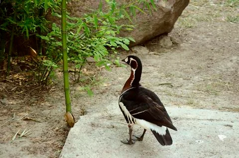 Grouse Stock Photos