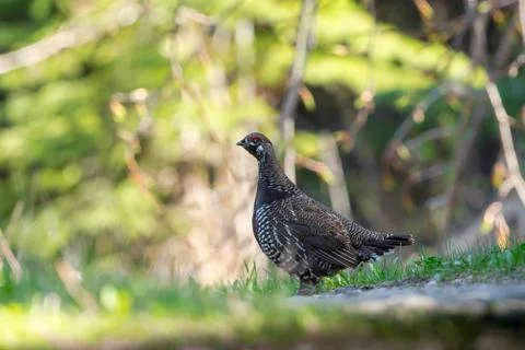 Grouse Stock Photos
