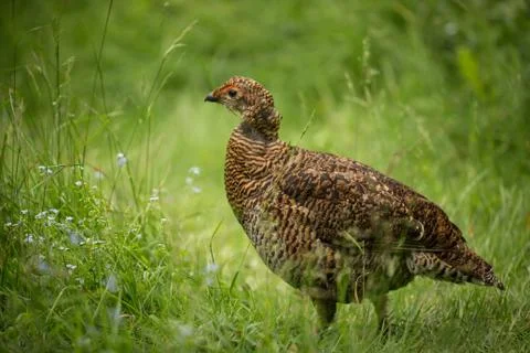 Grouse Foto stock