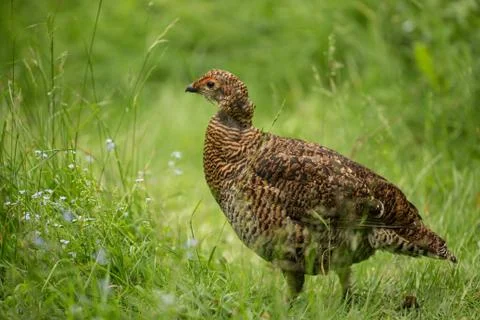Grouse Foto stock