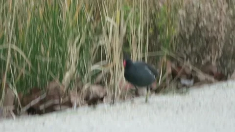 Grouse in the reeds Stock-Footage 167043282