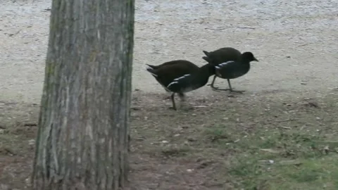 Grouse in the reeds Stock-Footage 167089173