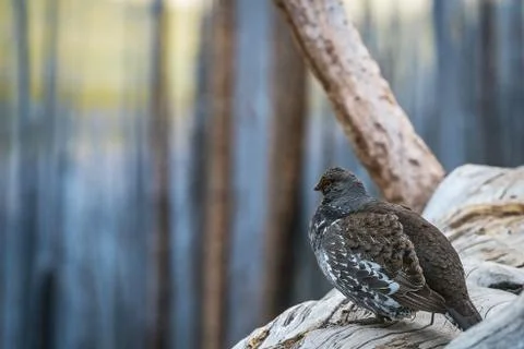 Grouse Rests on a Fallen Tree Stock Photos