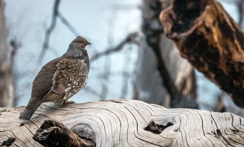 Grouse Rests on a Fallen Tree Stock Photos
