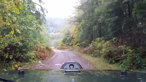 Grouse on road Stock Footage 172560955