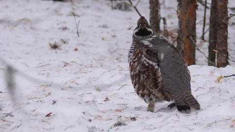Grouse sits in the snow. Centrocercus urophasianus Stock Footage 269203077