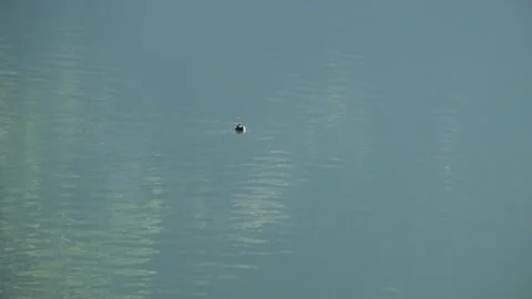 Grouse swim in the lake Stock Footage 280376571