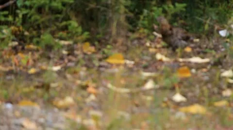 Grouse walking into bush Stock Footage 10748023