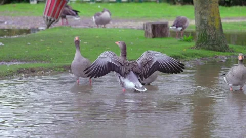 Grouse walking on meadow after raining, berkshire, england Vidéo 286429736