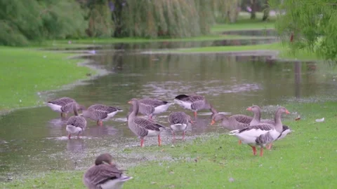 Grouse walking on meadow after raining, berkshire, england Stock-Footage 286429957