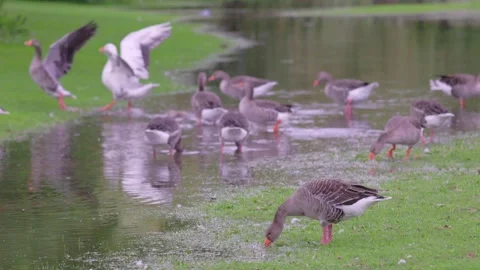 Grouse walking on meadow after raining, berkshire, england Stock-Footage 286430030