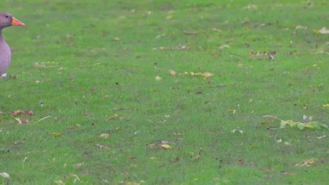 Grouse walking on meadow after raining, berkshire, england Stock-Footage 286430091