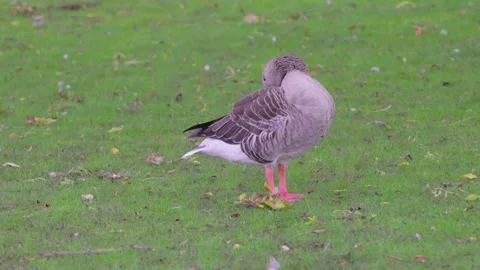 Grouse walking on meadow after raining, berkshire, england Stock-Footage 286430100