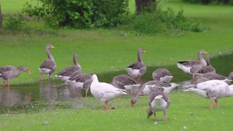 Grouse walking on meadow after raining, berkshire, england Stock-Footage 286430133