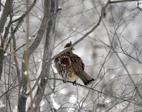 Grouse In Winter Stock Photos