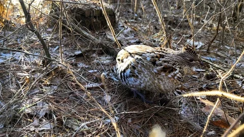 Grouse in the Woods Video stock 229984118