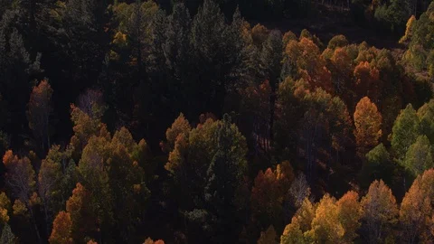 Grove Of Aspens in Fall 1 Stock Footage 96031657