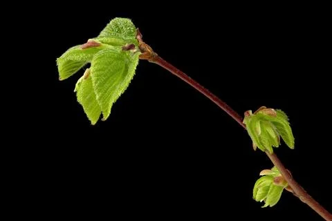 The grove beech, white beech (Carpinus betulus) one of the most versatile h.. Stock Photos