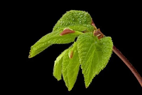 The grove beech, white beech (Carpinus betulus) one of the most versatile h.. Stock Photos