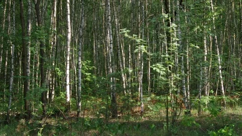 Grove of birch trees with dynamic light Video stock 77102198