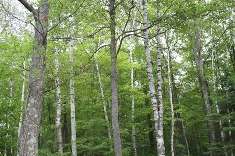 Grove of birch trees in a forest Stock Photos