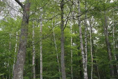 Grove of birch trees in a forest Foto stock