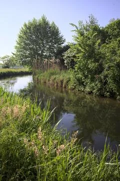 Grove on a creek Stock Photos