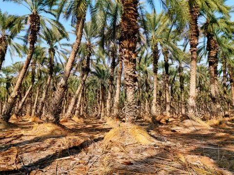 Grove of date palms Stock Photos