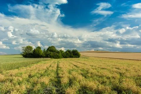 Grove on fields and clouds in the sky Stock Photos