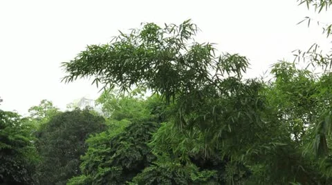 Grove Video stock 11059174