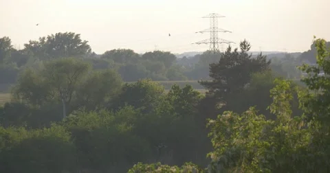 Grove, Forest, Landscape, High-Voltage Wires Tower, Cables Tower Stock Footage 50860986