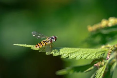 A grove hover fly closeup at summer in saarland Stock Photos