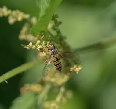 A grove hover fly closeup at summer in saarland Stock Photos