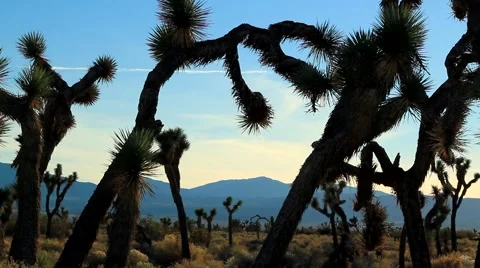 GROVE OF JOSHUA TREES Video stock 982054