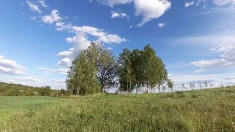 Grove In The Meadow Stockbeeldmateriaal 197933552