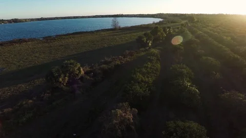 Grove Meets Urban Sprawl Stock Footage 84347074