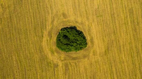 A grove in the middle of some farmer's field Aerial view Stock Photos