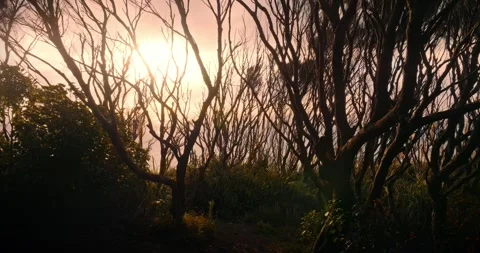 Grove of native Manuka trees at sunset in piha, Auckland, New Zealand. Stock Footage 279962732