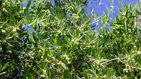 Grove of olive trees Stock Footage 11711376