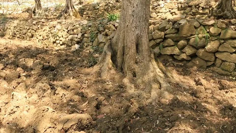 Grove of olive trees Video stock 85575667