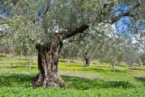 Grove of olive trees Stock Photos