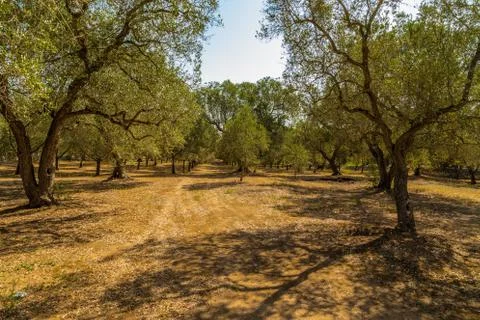 Grove of olive trees Stock Photos