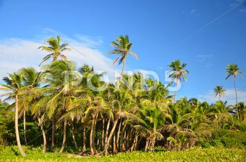 Grove of Palm Trees Stock Photos